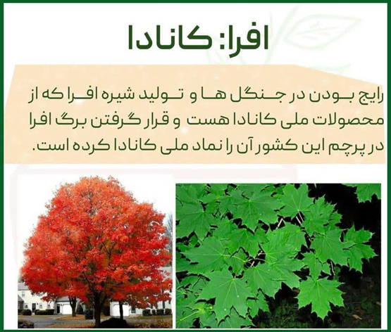 هر درخت نماد کدام کشور است از الهه آتنا تا جینکو