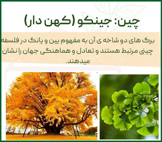 هر درخت نماد کدام کشور است از الهه آتنا تا جینکو