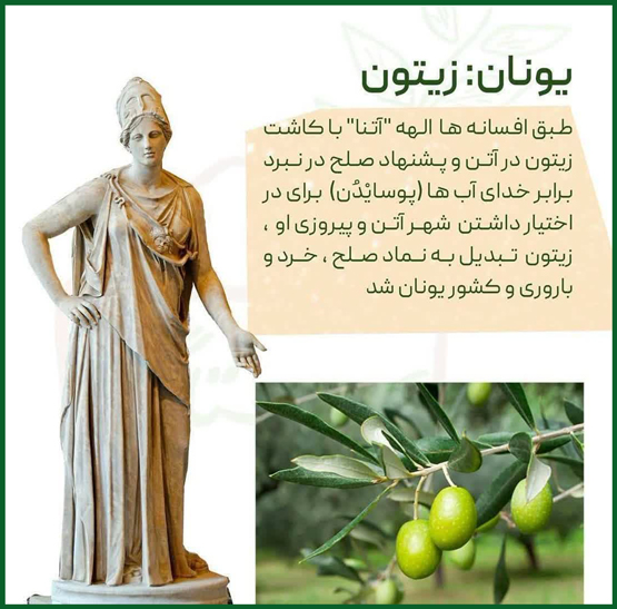 هر درخت نماد کدام کشور است از الهه آتنا تا جینکو