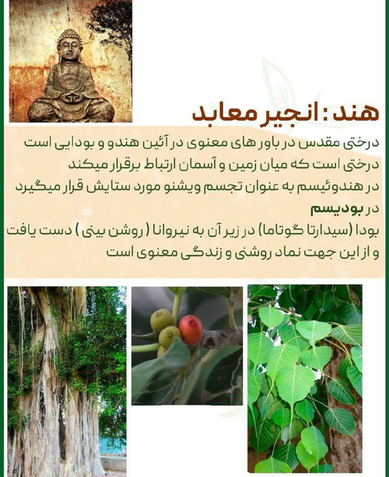 هر درخت نماد کدام کشور است از الهه آتنا تا جینکو