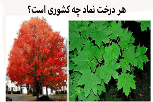هر درخت نماد کدام کشور است از الهه آتنا تا جینکو هر درخت نماد کدام کشور است از الهه آتنا تا جینکو