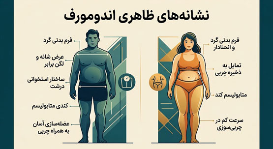 اندومورف، مزومورف یا اکتومورف؟ تیپ بدنی شما کدام است؟