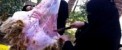 حضور بی سابقه دختران و زنان برای قصابی! (+عکس)