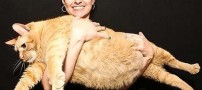 رژیم جالب چاق ترین گربه جهان برای لاغری /عکس