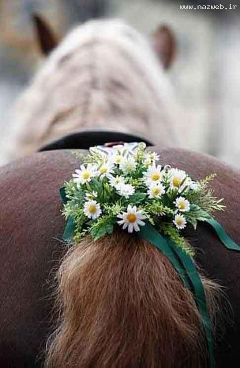 عکس های بسیار دیدنی و جالب
