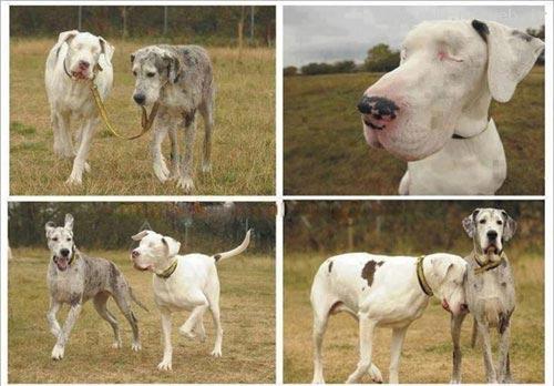 وفاداری باورنکردنی سگی به جفت نابینایش! + عکس