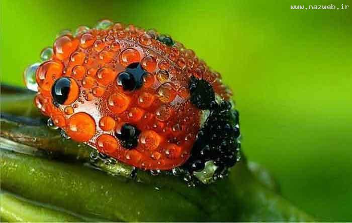 عکس های بسیار دیدنی و جالب