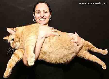 رژیم گرفتن چاق ترین گربه ی جهان !!!+ عکس
