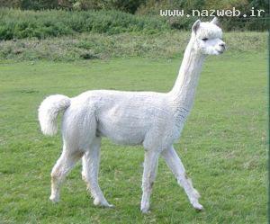 عکس هایی از جالب ترین حیوانات جهان