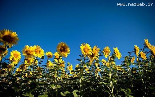 عکس های دیدنی و دل انگیز از دشت گل آفتابگردان