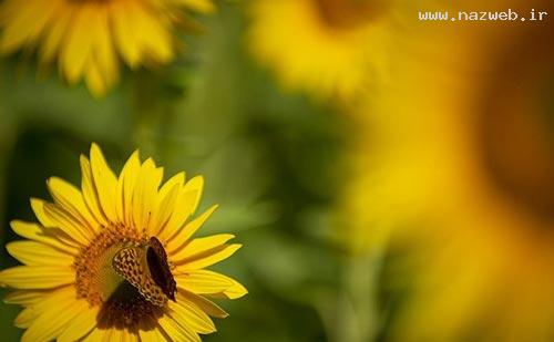عکس های دیدنی و دل انگیز از دشت گل آفتابگردان