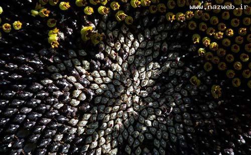 عکس های دیدنی و دل انگیز از دشت گل آفتابگردان