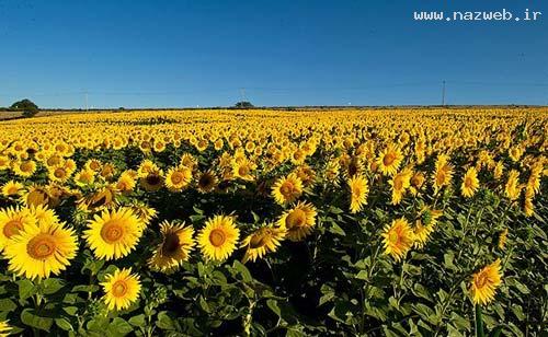 عکس های دیدنی و دل انگیز از دشت گل آفتابگردان
