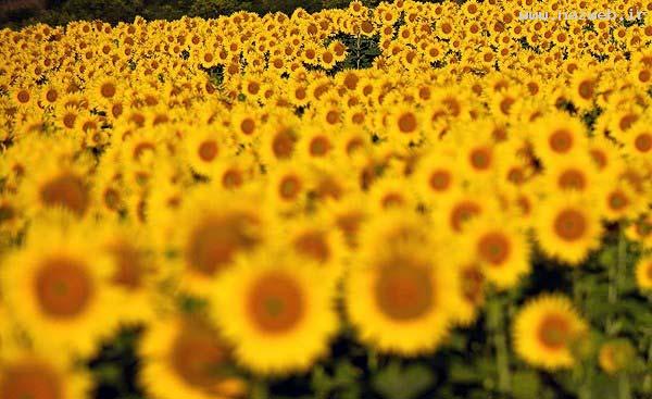 عکس های دیدنی و دل انگیز از دشت گل آفتابگردان