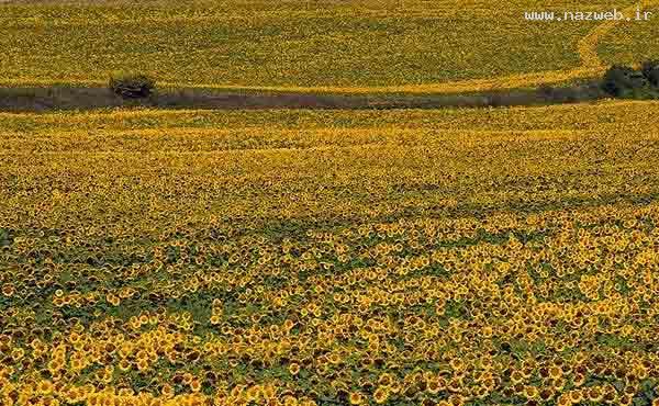 عکس های دیدنی و دل انگیز از دشت گل آفتابگردان