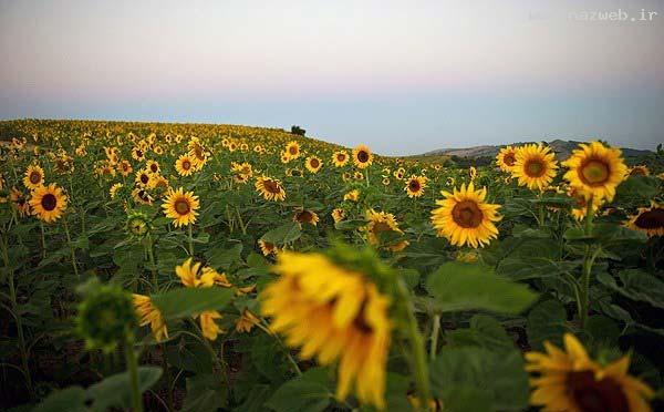 عکس های دیدنی و دل انگیز از دشت گل آفتابگردان