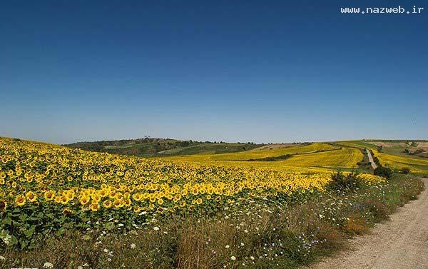 عکس های دیدنی و دل انگیز از دشت گل آفتابگردان