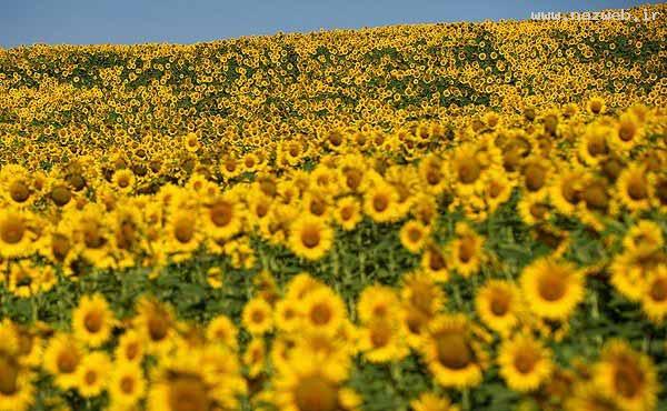 عکس های دیدنی و دل انگیز از دشت گل آفتابگردان