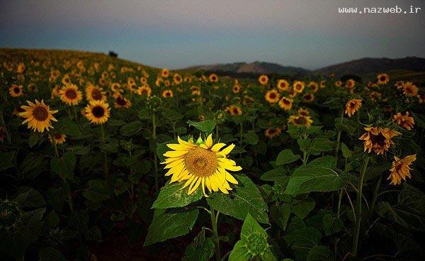 عکس های دیدنی و دل انگیز از دشت گل آفتابگردان
