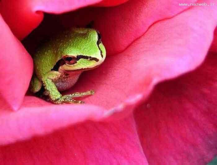 عکس های بسیار دیدنی و جالب
