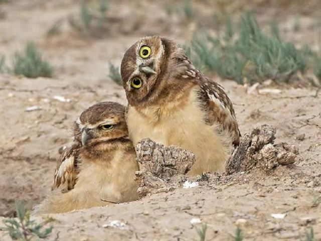 عکس های بسیار دیدنی و خنده دار از حیوانات