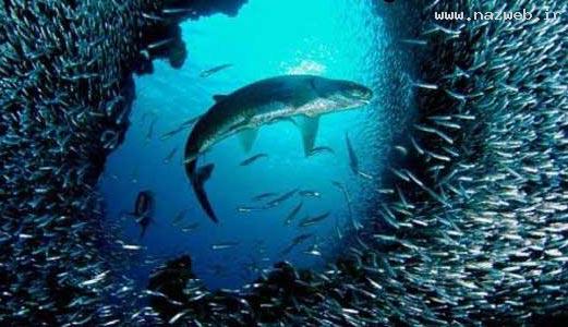 عکس های دیدنی از دنیای بی نظیر زیر اقیانوس