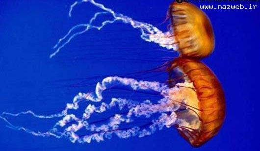 عکس های دیدنی از دنیای بی نظیر زیر اقیانوس