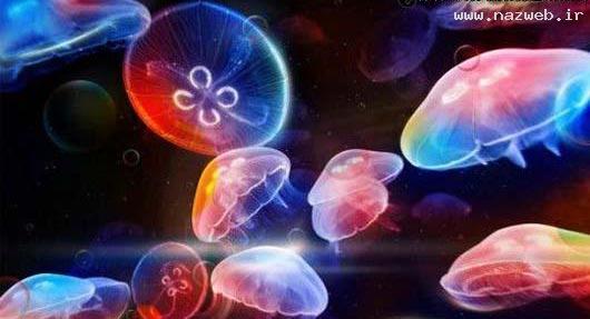 عکس های دیدنی از دنیای بی نظیر زیر اقیانوس