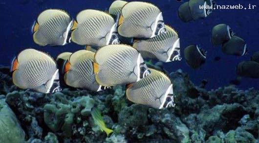 عکس های دیدنی از دنیای بی نظیر زیر اقیانوس