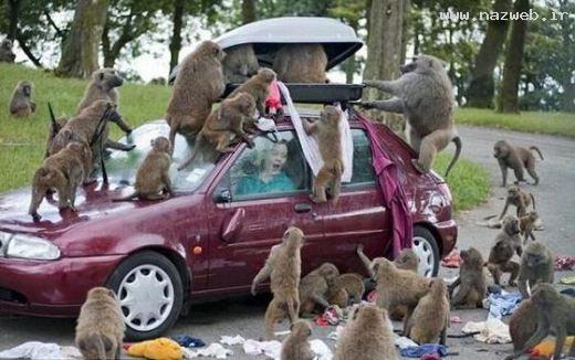 عکس های دیدنی از سوژه های بسیار خنده دار افریقا