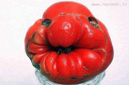 عکس های دیدنی از عجیب ترین میوه های جهان