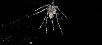 شگفت انگیزترین عنکبوتی که مجسمه خود را میسازد /عکس