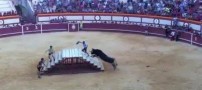 زنده ماندن باورنکردنی یک گاو باز در میدان نبرد/ تصاویر