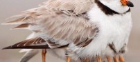 پرنده ای زیبا و نادر که 9 تا پا دارد! (تصویری)