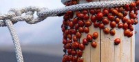عکس هایی که میلیونها بار در اینترنت کلیک خورد
