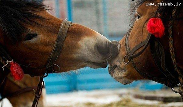 عکس های دیدنی انواع بوسه های عاشقانه در ملاعام