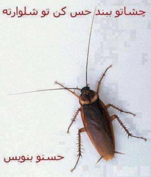 چشماتو ببند و حس کن الان تو شلوارته!!!