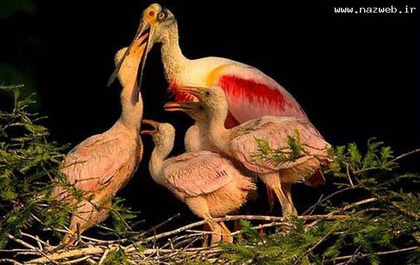 عکس های خفن از هنرنمایی خدا در خلق موجودات