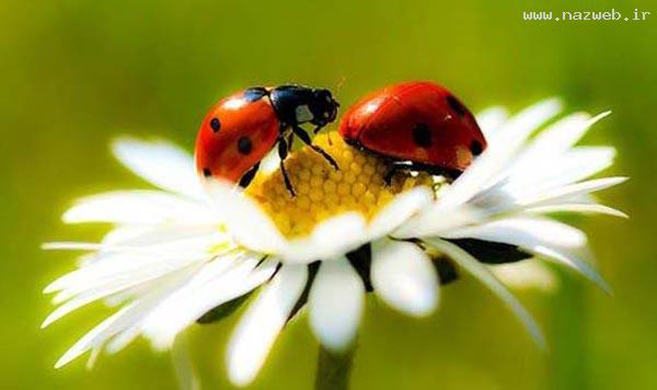 عکس های خفن از هنرنمایی خدا در خلق موجودات