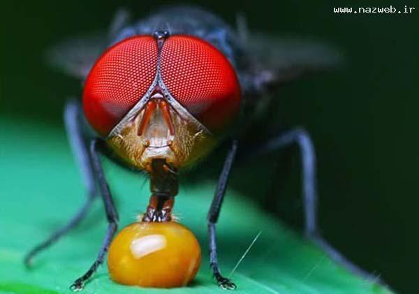 عکس های خفن از هنرنمایی خدا در خلق موجودات
