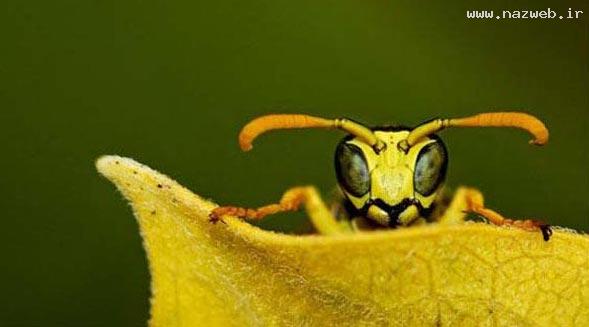 عکس های خفن از هنرنمایی خدا در خلق موجودات