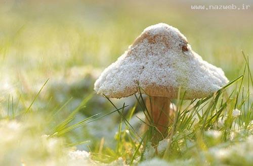 تصاویر شگفت انگیز از زیباترین قارچ های دنیا
