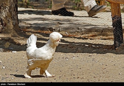 عکس های بسیار زیبا از بزرگترین باغ پرندگان در تهران