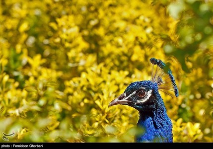 عکس های بسیار زیبا از بزرگترین باغ پرندگان در تهران