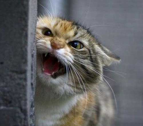 عکس های پربیننده طنز و جالب اینترنت