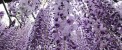 عکس های دیدنی و بی نظیر از تونل گل رویایی ویستریا