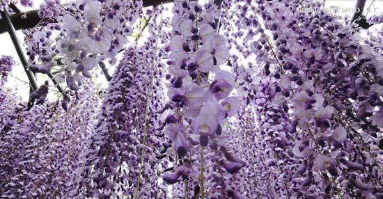 عکس های دیدنی و بی نظیر از تونل گل رویایی ویستریا