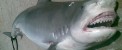پیدا شدن دست و پای انسان در شکم یک کوسه! 18+
