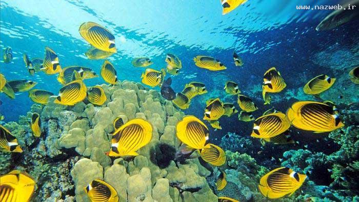 عکس های بسیار دیدنی و شگفت انگیز از دنیای آبی