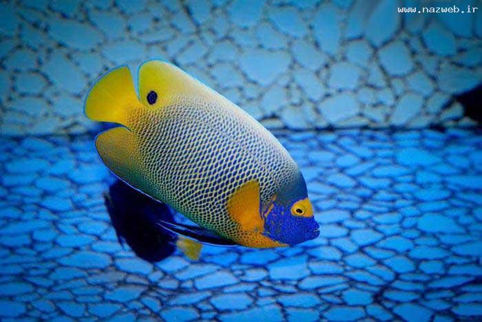 عکس های بسیار دیدنی و شگفت انگیز از دنیای آبی